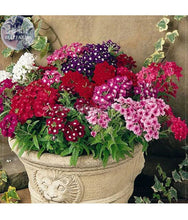 Load image into Gallery viewer, Puspita Nursery Verbena Flower Seeds – Premium Quality Multicolor Blooms | Easy to Grow Winter Flower Seeds for Pots, Balcony &amp; Outdoor Garden
