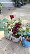 Load image into Gallery viewer, Puspita Nursery Hybrid Black Rose Flower Plant
