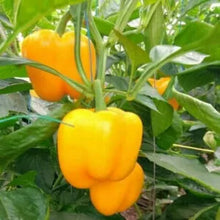 Load image into Gallery viewer, Puspita Nursery Yellow Capsicum Seeds (10gm) – Premium Hybrid Bell Pepper Seeds | High Germination | Sweet Yellow Pepper for Home Garden, Terrace Garden &amp; Organic Farming | Disease Resistant &amp; Easy to Grow

