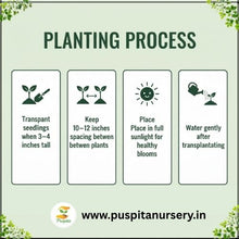 Load image into Gallery viewer, Puspita Nursery Zinnia Double Flower Seeds – Bright &amp; Long Blooming Summer Flower | Easy to Grow Annual Plant for Pots, Terrace &amp; Garden | Multi-Color Variety | High Germination &amp; Heat Tolerant Seeds
