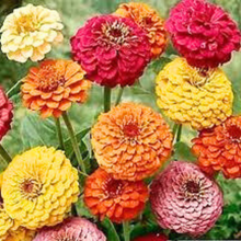 Load image into Gallery viewer, Puspita Nursery Zinnia Double Flower Seeds – Bright &amp; Long Blooming Summer Flower | Easy to Grow Annual Plant for Pots, Terrace &amp; Garden | Multi-Color Variety | High Germination &amp; Heat Tolerant Seeds
