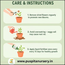 Load image into Gallery viewer, Puspita Nursery Antirrhinum Mixed Flower Seeds – Vibrant Snapdragon Blooms | Easy to Grow Annuals | Ideal for Pots, Borders &amp; Gardens | Long-Lasting Winter Flowers
