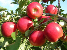 Load image into Gallery viewer, Puspita Nursery Thai Apple Plant Red Color Very Sweet &amp; Juicy
