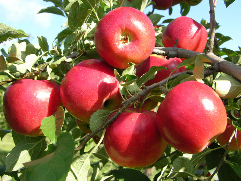 Puspita Nursery Thai Apple Plant Red Color Very Sweet & Juicy