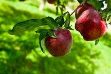 Load image into Gallery viewer, Puspita Nursery Thai Apple Plant Red Color Very Sweet &amp; Juicy
