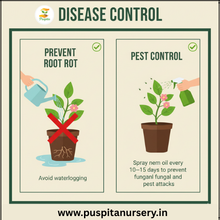 Load image into Gallery viewer, Puspita Nursery Aster Double Mixed Flower Seeds – Premium Quality, Multi-Color Blooms, Easy to Grow for Home Garden, Pots &amp; Borders
