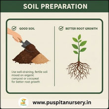 Load image into Gallery viewer, Puspita Nursery Aster Double Mixed Flower Seeds – Premium Quality, Multi-Color Blooms, Easy to Grow for Home Garden, Pots &amp; Borders
