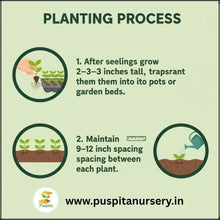 Load image into Gallery viewer, Puspita Nursery Balsam D Mixed Flower Seeds – Bright Annual Blooms for Home Garden | Easy to Grow | Long Lasting Colorful Flowers | Indoor Outdoor Gardening Seeds Pack
