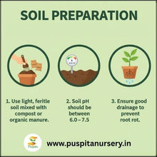 Load image into Gallery viewer, Puspita Nursery Balsam D Mixed Flower Seeds – Bright Annual Blooms for Home Garden | Easy to Grow | Long Lasting Colorful Flowers | Indoor Outdoor Gardening Seeds Pack
