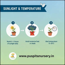 Load image into Gallery viewer, Puspita Nursery Beet Root Seeds – 25 gm | High-Yield Red Beet Variety | Fast Germination, Sweet &amp; Juicy Roots | Suitable for Home Garden &amp; Farm | Easy to Grow, Disease Resistant, All Season Vegetable Seeds
