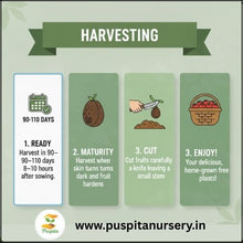 Load image into Gallery viewer, Puspita Nursery Black Kumra (Black Pumpkin) Seeds – 50 gm | High Yield, Fast Germination | Suitable for Home Garden &amp; Farm | Organic Vegetable Seeds | Disease Resistant, All Season Growing Variety
