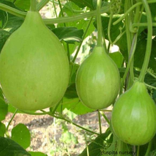 Load image into Gallery viewer, Puspita Nursery Bottle Gourd Round Seeds Hybrid &amp; Organic 100% Germination.
