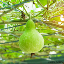 Load image into Gallery viewer, Puspita Nursery Bottle Gourd Round Seeds Hybrid &amp; Organic 100% Germination.
