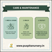 Load image into Gallery viewer, Puspita Nursery Broccoli Seeds – 10 gm | High-Yield Green Broccoli Variety | Suitable for Home Garden &amp; Terrace Pots | Fast Germination &amp; Disease Resistant | Organic Vegetable Seeds for All Seasons
