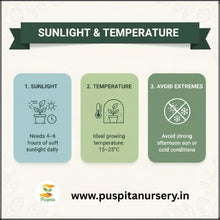 Load image into Gallery viewer, Puspita Nursery Broccoli Seeds – 10 gm | High-Yield Green Broccoli Variety | Suitable for Home Garden &amp; Terrace Pots | Fast Germination &amp; Disease Resistant | Organic Vegetable Seeds for All Seasons
