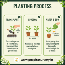 Load image into Gallery viewer, Puspita Nursery Celosia Mixed Flower Seeds – Premium Quality, Vibrant Plume Blooms, Easy to Grow for Home Garden, Pots &amp; Borders
