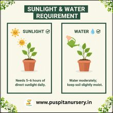 Load image into Gallery viewer, Puspita Nursery Celosia Mixed Flower Seeds – Premium Quality, Vibrant Plume Blooms, Easy to Grow for Home Garden, Pots &amp; Borders
