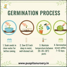 Load image into Gallery viewer, Puspita Nursery Lanka (Chili) Seeds – High Yield Spicy Variety | Fast Germination | Ideal for Home &amp; Kitchen Garden | Premium Quality Organic Vegetable Seeds | Easy to Grow
