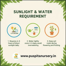 Load image into Gallery viewer, Puspita Nursery Lanka (Chili) Seeds – High Yield Spicy Variety | Fast Germination | Ideal for Home &amp; Kitchen Garden | Premium Quality Organic Vegetable Seeds | Easy to Grow
