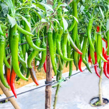 Load image into Gallery viewer, Puspita Nursery Lanka (Chili) Seeds – High Yield Spicy Variety | Fast Germination | Ideal for Home &amp; Kitchen Garden | Premium Quality Organic Vegetable Seeds | Easy to Grow
