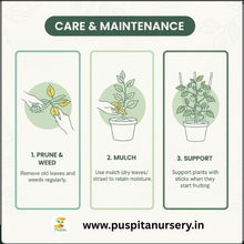 Load image into Gallery viewer, Puspita Nursery Chocolate Capsicum Seeds – 10gm | Exotic Sweet Brown Bell Pepper Variety | High-Yield Hybrid for Home Garden &amp; Terrace Pots | Fast Germination &amp; Disease Resistant | Easy to Grow Vegetable Seeds
