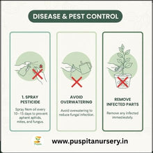 Load image into Gallery viewer, Puspita Nursery Chocolate Capsicum Seeds – 10gm | Exotic Sweet Brown Bell Pepper Variety | High-Yield Hybrid for Home Garden &amp; Terrace Pots | Fast Germination &amp; Disease Resistant | Easy to Grow Vegetable Seeds
