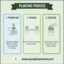 Load image into Gallery viewer, Puspita Nursery Chocolate Capsicum Seeds – 10gm | Exotic Sweet Brown Bell Pepper Variety | High-Yield Hybrid for Home Garden &amp; Terrace Pots | Fast Germination &amp; Disease Resistant | Easy to Grow Vegetable Seeds
