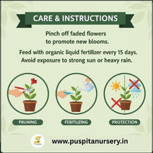 Load image into Gallery viewer, Puspita Nursery Cineraria Mixed Flower Seeds – Premium Winter Blooming Variety | Bright Multicolor Flowers for Pots, Terrace &amp; Balcony Garden | Easy to Grow
