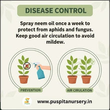 Load image into Gallery viewer, Puspita Nursery Cineraria Mixed Flower Seeds – Premium Winter Blooming Variety | Bright Multicolor Flowers for Pots, Terrace &amp; Balcony Garden | Easy to Grow
