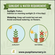 Load image into Gallery viewer, Puspita Nursery Cineraria Mixed Flower Seeds – Premium Winter Blooming Variety | Bright Multicolor Flowers for Pots, Terrace &amp; Balcony Garden | Easy to Grow
