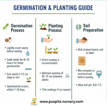 Load image into Gallery viewer, Puspita Nursery Coriander Seeds 100 gm Pack | High Germination Dhaniya Seeds | Fast Growing Leaf &amp; Seed Variety for Home &amp; Kitchen Garden
