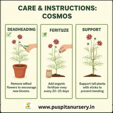Load image into Gallery viewer, Puspita Nursery Cosmos Mixed Flower Seeds – Bright Multicolor Blooms for Home Garden &amp; Pots | Easy to Grow | Long Flowering Period | Premium Quality Seeds by Puspita Nursery
