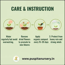 Load image into Gallery viewer, Puspita Nursery Dahlia Top Star Mixed Flower Seeds – Premium Quality, Large Blooming Multi-Color Flowers, Ideal for Pots, Borders &amp; Home Gardens
