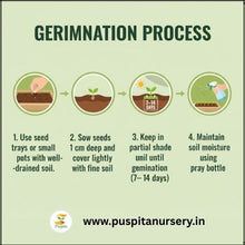 Load image into Gallery viewer, Puspita Nursery Dahlia Top Star Mixed Flower Seeds – Premium Quality, Large Blooming Multi-Color Flowers, Ideal for Pots, Borders &amp; Home Gardens
