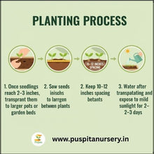 Load image into Gallery viewer, Puspita Nursery Dahlia Top Star Mixed Flower Seeds – Premium Quality, Large Blooming Multi-Color Flowers, Ideal for Pots, Borders &amp; Home Gardens
