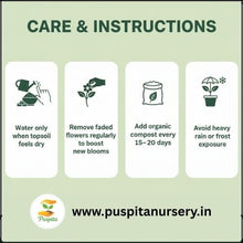 Load image into Gallery viewer, Puspita Nursery Dianthus Mixed Flower Seeds – Beautiful Winter Blooming Flower | Multi-Color, Fragrant &amp; Easy to Grow | Perfect for Pots, Borders, Terrace &amp; Garden | High Germination &amp; Long Lasting Blooms
