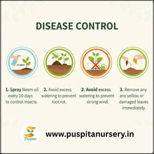 Load image into Gallery viewer, Puspita Nursery Drumstick ODC 3 Seeds (10gm Pack) – Premium Hybrid Moringa Seeds | High Yield &amp; Fast Growth Variety | Suitable for Home Garden, Organic &amp; Commercial Farming | High Nutritional Value | Easy to Grow
