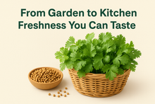 Load image into Gallery viewer, Coriander Seeds 100gm Pack High Germination Rate Fresh Dhania Seeds for Planting
