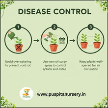 Load image into Gallery viewer, Puspita Nursery Inca Gold Marigold Seeds – Bright Yellow-Golden Blooms for Home Garden, Terrace &amp; Pots | Long Flowering, Easy to Grow | High Germination Quality Seeds
