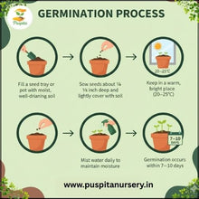 Load image into Gallery viewer, Puspita Nursery Inca Gold Marigold Seeds – Bright Yellow-Golden Blooms for Home Garden, Terrace &amp; Pots | Long Flowering, Easy to Grow | High Germination Quality Seeds
