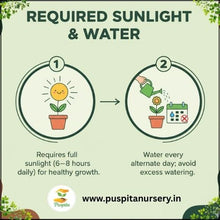 Load image into Gallery viewer, Puspita Nursery Inca Gold Marigold Seeds – Bright Yellow-Golden Blooms for Home Garden, Terrace &amp; Pots | Long Flowering, Easy to Grow | High Germination Quality Seeds
