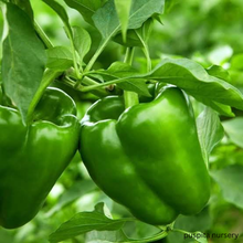 Load image into Gallery viewer, Puspita Nursery Green Capsicum Seeds – 10gm | High-Yield Hybrid Bell Pepper Variety | Sweet &amp; Crunchy Green Capsicum for Home Garden &amp; Terrace Pots | Fast Germination | Disease Resistant | Easy to Grow Vegetable Seeds
