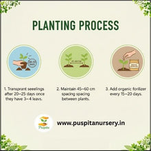 Load image into Gallery viewer, Puspita Nursery Green Capsicum Seeds – 10gm | High-Yield Hybrid Bell Pepper Variety | Sweet &amp; Crunchy Green Capsicum for Home Garden &amp; Terrace Pots | Fast Germination | Disease Resistant | Easy to Grow Vegetable Seeds
