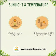 Load image into Gallery viewer, Puspita Nursery Green Capsicum Seeds – 10gm | High-Yield Hybrid Bell Pepper Variety | Sweet &amp; Crunchy Green Capsicum for Home Garden &amp; Terrace Pots | Fast Germination | Disease Resistant | Easy to Grow Vegetable Seeds
