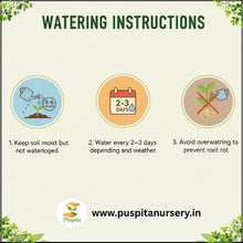 Load image into Gallery viewer, Puspita Nursery Green Capsicum Seeds – 10gm | High-Yield Hybrid Bell Pepper Variety | Sweet &amp; Crunchy Green Capsicum for Home Garden &amp; Terrace Pots | Fast Germination | Disease Resistant | Easy to Grow Vegetable Seeds
