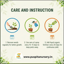 Load image into Gallery viewer, Puspita Nursery Green Long Brinjal Seeds (10gm Pack) – High Yield Hybrid Variety | Fast Germination | Ideal for Home &amp; Kitchen Garden | Organic Vegetable Seeds | Easy to Grow
