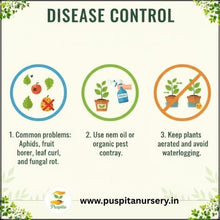 Load image into Gallery viewer, Puspita Nursery Green Long Brinjal Seeds (10gm Pack) – High Yield Hybrid Variety | Fast Germination | Ideal for Home &amp; Kitchen Garden | Organic Vegetable Seeds | Easy to Grow
