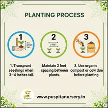 Load image into Gallery viewer, Puspita Nursery Green Long Brinjal Seeds (10gm Pack) – High Yield Hybrid Variety | Fast Germination | Ideal for Home &amp; Kitchen Garden | Organic Vegetable Seeds | Easy to Grow
