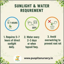 Load image into Gallery viewer, Puspita Nursery Green Long Brinjal Seeds (10gm Pack) – High Yield Hybrid Variety | Fast Germination | Ideal for Home &amp; Kitchen Garden | Organic Vegetable Seeds | Easy to Grow
