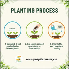 Load image into Gallery viewer, Puspita Nursery Green Squash Seeds – 10gm | High Yield Vegetable Seeds | Easy to Grow for Kitchen Garden, Balcony &amp; Terrace | Fresh Organic Green Squash (Zucchini) Seeds for Home Gardening
